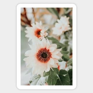 Pastel sunflowers Sticker